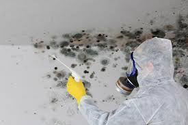 Why You Should Choose Our Mold Remediation Services in Rainbow Park, FL